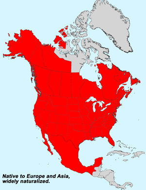 North America species range map for Common Groundsel, Senecio vulgaris: Click image for full size map. North America species range map for Common Groundsel, Senecio vulgaris: Click image for full size map.